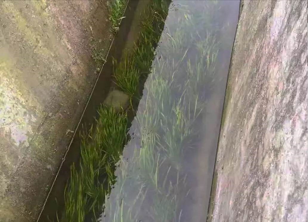 BY15-JZ100（中型餃子機）