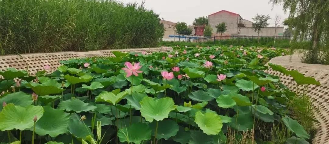 BY15-JZ100-4（四餡斗餃子機）