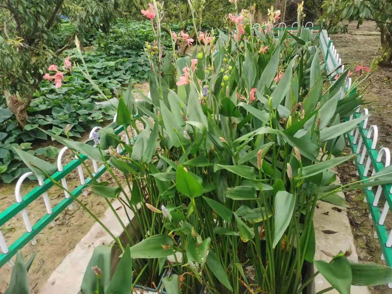 商標(biāo)證書(shū)